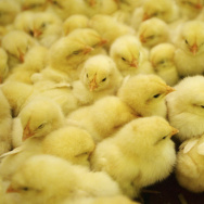 Chinese Year Of the Rooster Approaches