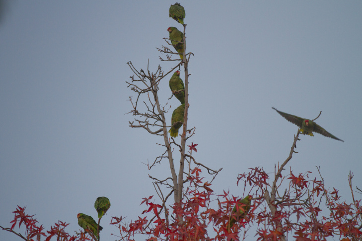 Parrots in South Pasadena