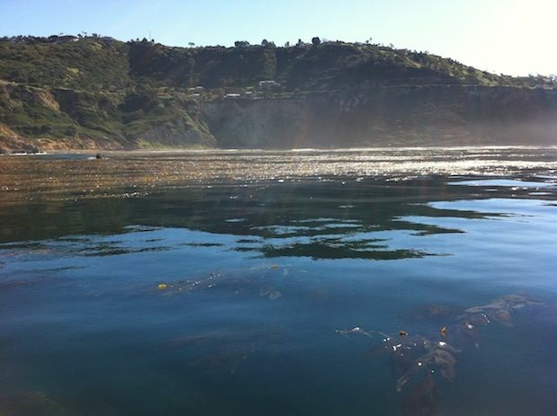 A kelp bed off the Palos Verdes peninsula.