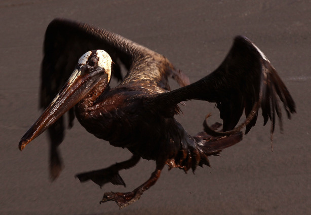 A brown pelican coated in heavy oil tries to take flight June 4, 2010 on East Grand Terre Island, Louisiana. Oil from the Deepwater Horizon incident is coming ashore in large volumes across southern Louisiana coastal areas.
