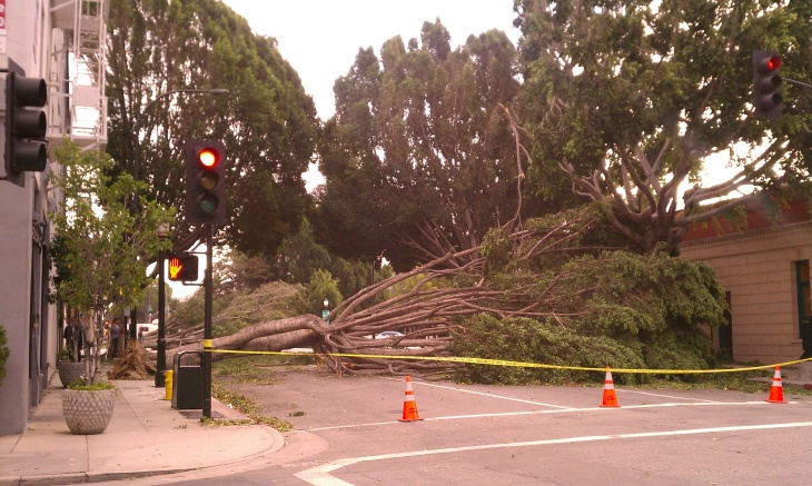 Santa Ana winds damage Green St.