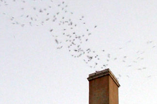 A column of Vaux's Swifts descend into a chimney at the Chester Williams building located at 5th Street and Broadway in downtown Los Angeles, Sept. 22, 2010.