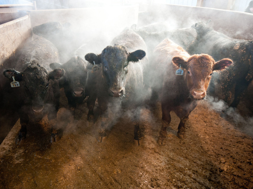 Beef cattle in a barn on the Larson Farms feedlot in Maple Park, Ill.