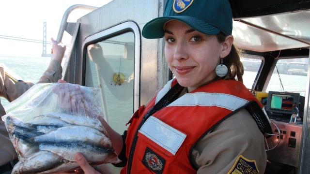 Herring