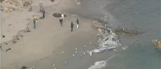 Malibu Whale Carcass