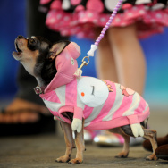 A Chihuahua dressed as a pig barks to ot