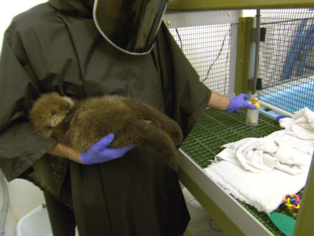 Baby otter. AWWWWW.