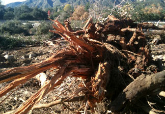 250 old-growth trees were cut down to make room for a dumping ground as crews clear out area debris basins and the Santa Anita Dam.