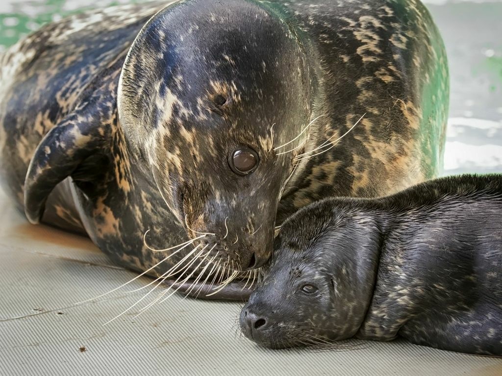 7 baby seal photos to remind you why you love baby seal photos First