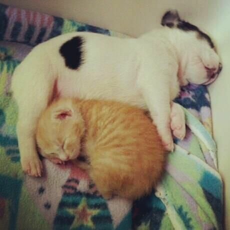 Image of adoptable kitten and puppy pair, Mango and Milkshake