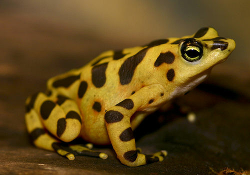 Panamanian Golden Frog