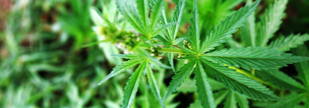 Marijuana plantation.