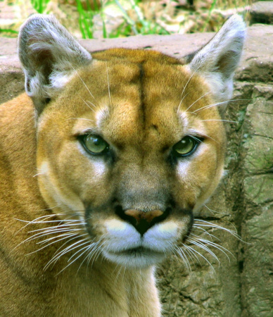 Mountain lion head shot