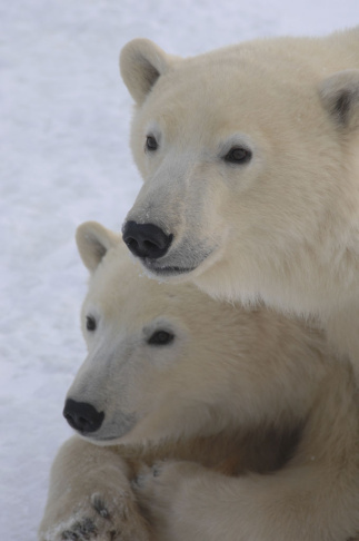 Polar Bears