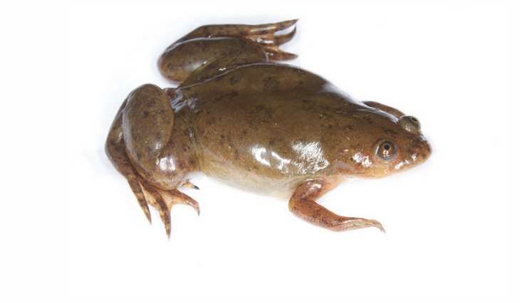 african clawed frog