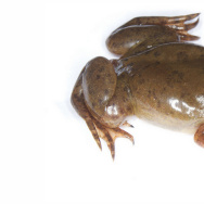african clawed frog