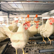 These "enriched cages" from the JS West farm in Atwater, Calif., in 2011 comply with the state's new law. They are larger and allow chickens to perch and lay eggs in enclosed spaces.