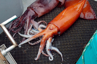 Like other cephalopods, the Humboldt squid's skin is covered in muscle-bound chromatophores, specialized skin cells that can rapidly change color.