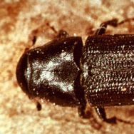 Mountain Pine Beetle