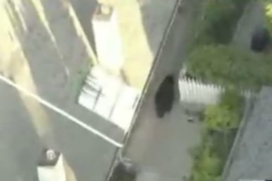 KTLA captured footage of a La Crescenta man discovering the bear near his home. La Crescenta Lte. Angela Shepherd said it's not unusual for black bears to roam into the neighborhood.