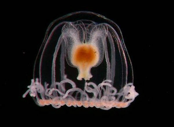 immortal jellyfish