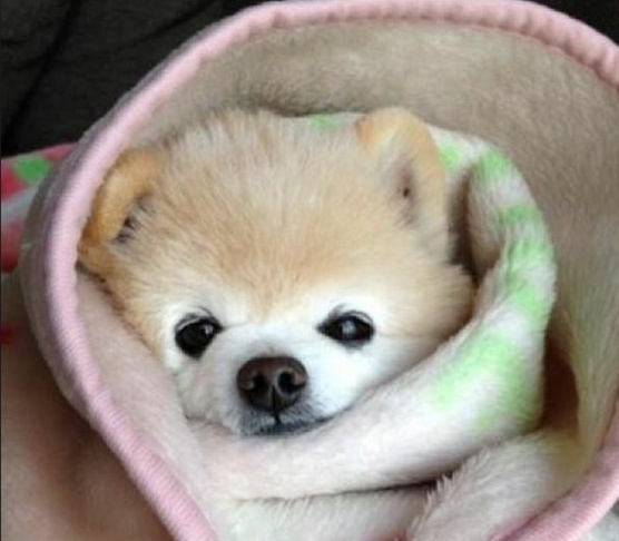 puppy burrito the 89 3 kpcc puppy burrito the 89 3 kpcc