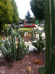 In Mar Vista, neighbors crowded into each others' yards Sunday to see drought-tolerant plants and other water-saving gardens. Among the attendees of the Green Gardens Showcase were Councilman Bill Rosendahl and Interim DWP Chief and deputy mayor Austin Beutner.