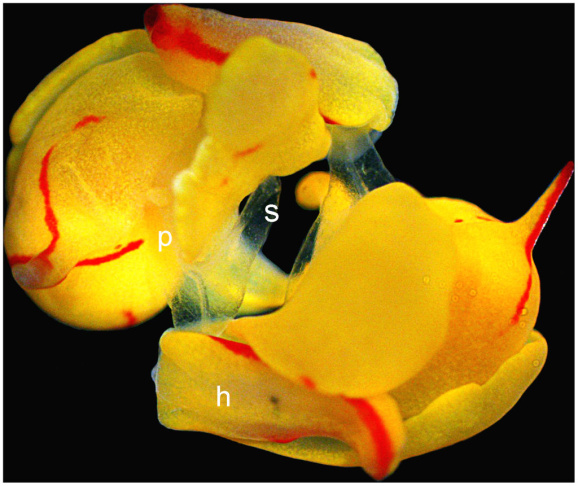 sea slug sex