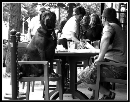 dog chair patio restaurant