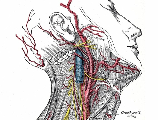 Gray's Anatomy