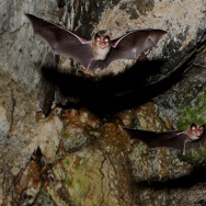 Bats fly in a cave by the river Danube n