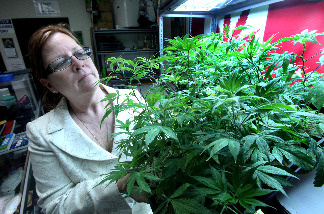 Lanette Davies, co-owner of CANNA CARE, a medical marijuana shop, looks at some young marijuana plants at their facility in Sacramento, Calif., Tuesday, Sept. 21, 2010. Earlier in the day Davies and medical marijuana rights advocates held a news conference to discuss their opposition to Proposition 19, the November ballot initiative that would legalize the drug for recreational use claiming the measure contains inadequate protections for medical marijuana patients.
