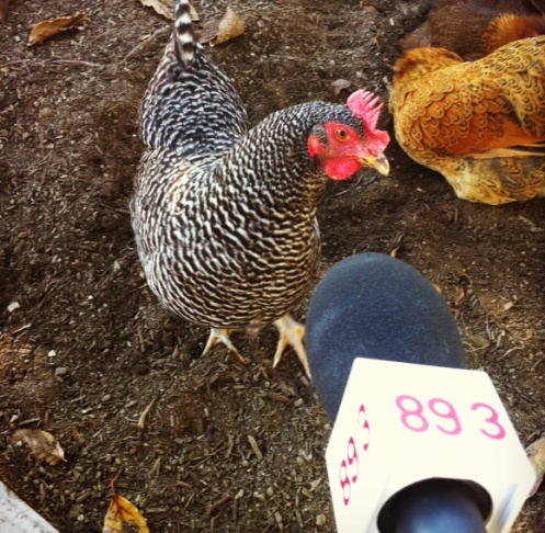 Interview with a hen