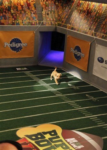puppy bowl