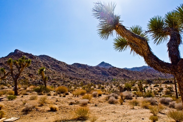 Lanscape of Joshua Tree National Park
