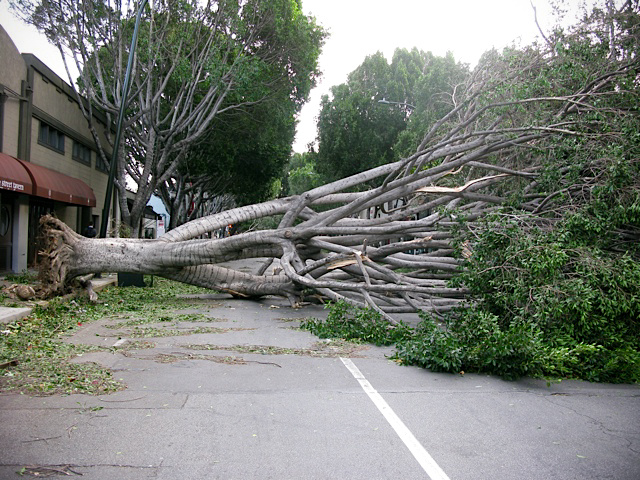 Tree down in Old Town Pasadena By Susan Long