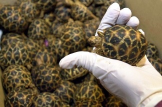 An officer from Singapore's Immigration and Custom Authority (ICA) holds one of many star tortoise which were found in the hand luggage of an Indian national at Singapore's Changi Airport, 15 September 2003.