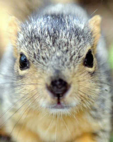 A baby squirrel is seen in Los Angeles,
