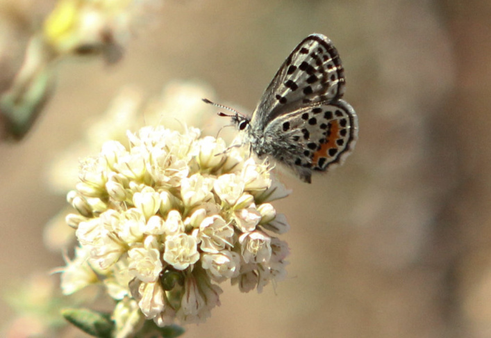 El segundo blue butterfly