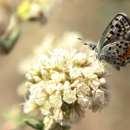 El segundo blue butterfly