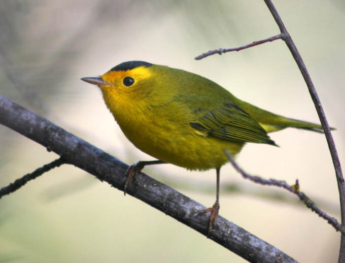 An image of a Wilson's Warbler. A new project from UCLA aims to use genetic information to help map the migration patterns of birds such as the Warbler so conservationists can do more to protect threatened species.