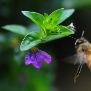 A honeybee hovers over a flower in Chitw