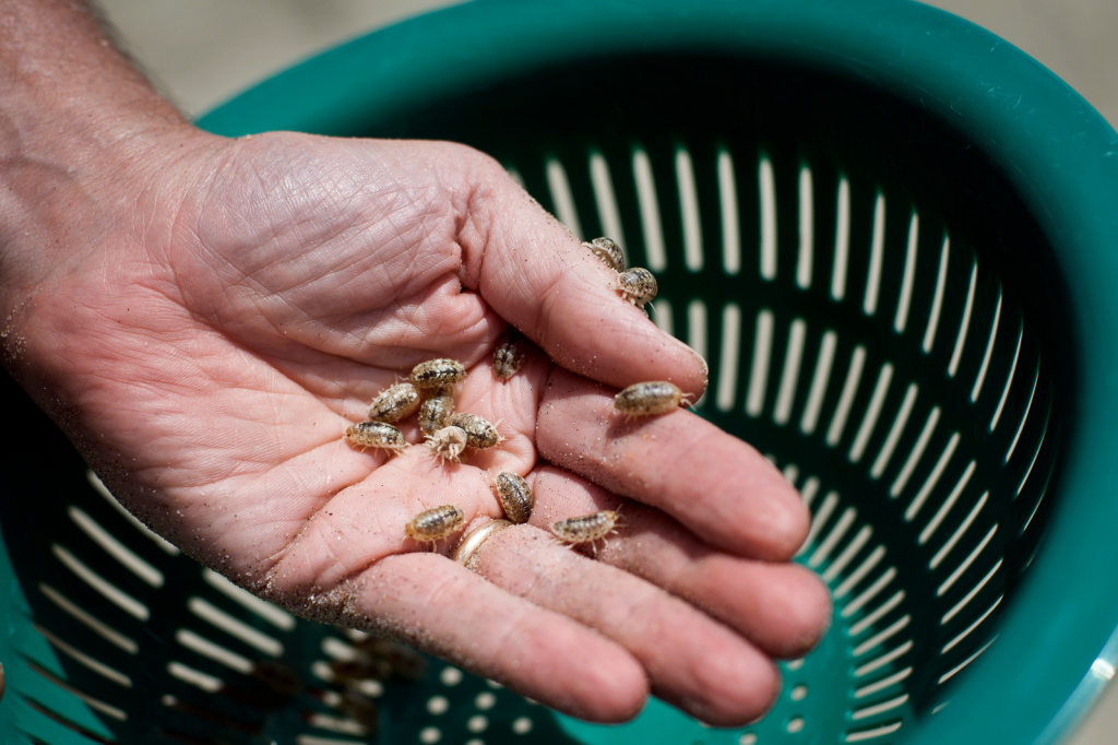 Beachcombing: Loss of isopods raises questions about beach health