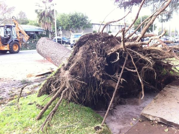 Uprooted South Pasadena Tree wind storm