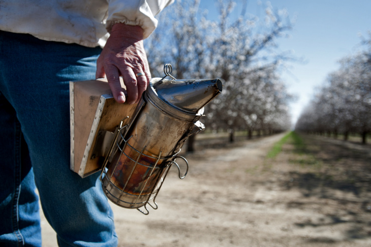 Almond Farm Bees - 7