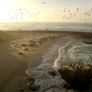 Seals Occupy La Jolla's Children's Pool Beach