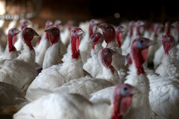 Turkeys sit in a barn in Sonoma, Calif. An estimated 46 million turkeys are cooked and eaten during Thanksgiving meals in the U.S.