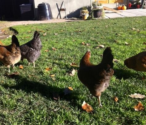 Chickens strut their stuff