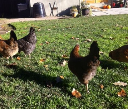 Chickens strut their stuff