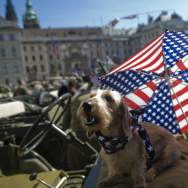 A dog reacts on an army historical US je